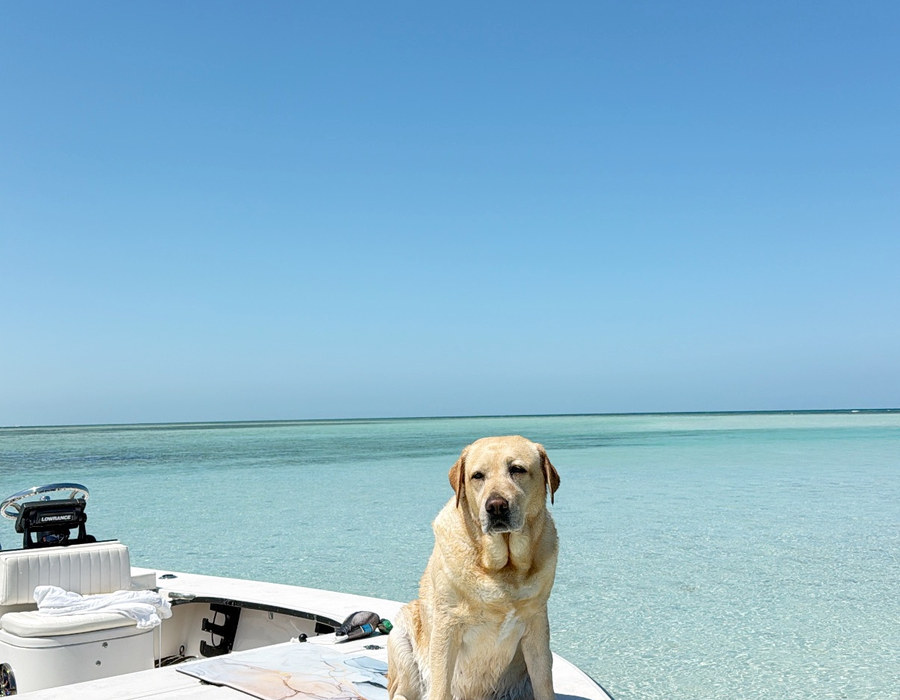 A yellow Labrador sitting on the bow of a flats boat above clear shallow water